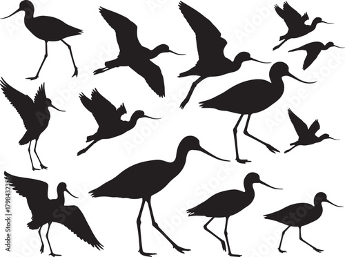 Solid black silhouette vector of Avocet Bird
