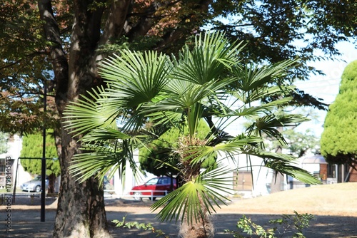 晴れた秋の日の静かな公園　シュロの木