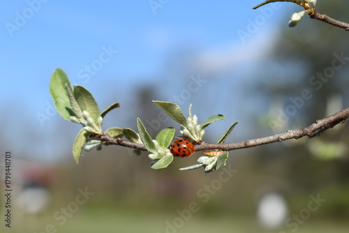 Red ladybug on a budding spring tree branch