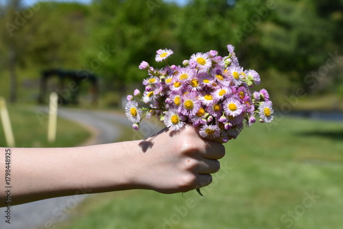 Girl's fist holding a bouquet of meadow wildflower daisies