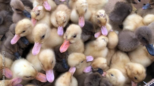 duck and ducklings