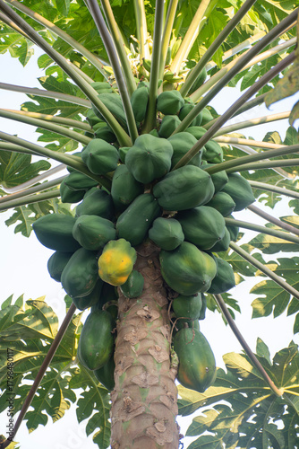 Detailed photograph of a tropical papaya tree in full fruiting, taken from a low angle. The green fruits are still immature.
