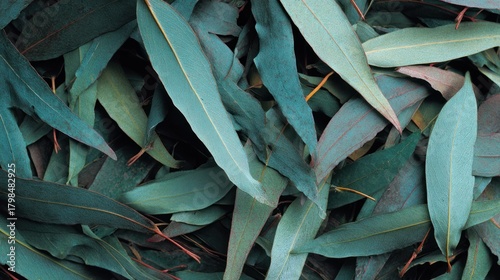 Overlapping blue-green eucalyptus leaves fill the frame, creating a textured, natural pattern