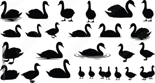 Duck and swan silhouette set, black waterfowl vector clipart, swimming bird icons, decorative wildlife shapes, isolated animal design, nature illustration