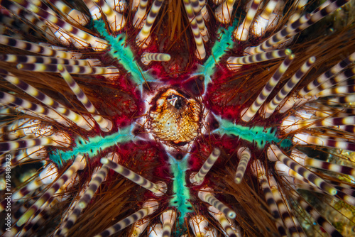 Spiny Sea Urchins Anus Macro