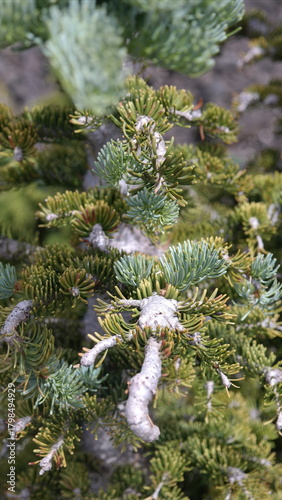 Close up of an evergreen snow on the branch in Oregon