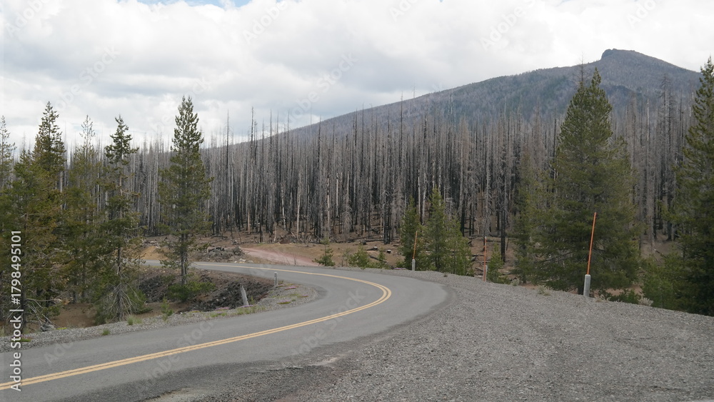 Fototapeta premium Barren landscape near Bend, Oregon with burnt trees, mountain, and curving asphalt road