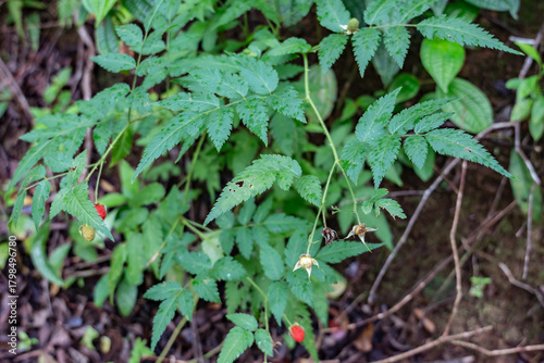 Rubus rosifolius, (sometimes spelled Rubus rosaefolius), also known as roseleaf bramble, Mauritius raspberry. Plantation Road to Poamoho Trail, Wahiawa, Honolulu, Oahu, Hawaii. Koʻolau Range 