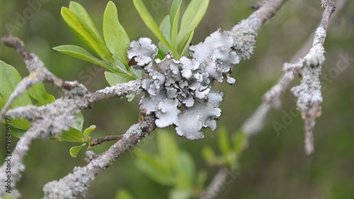 Lichen growing on a branch in Blue Ridge Mountains Appalachia