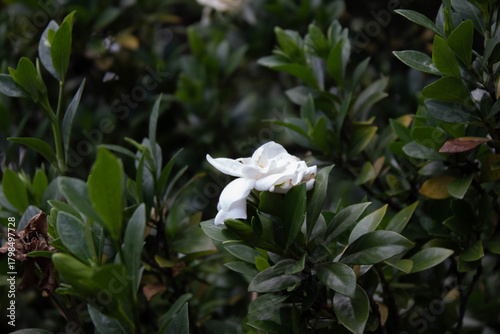 white guardian of the garden