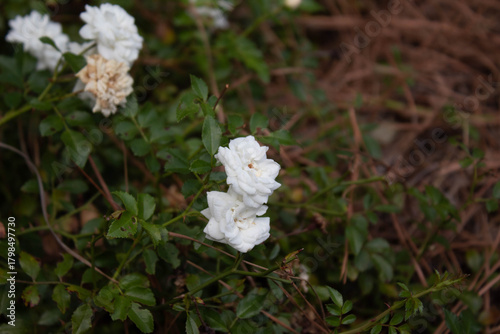A story of small white flowers