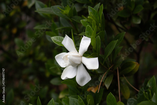 a star born in the gardens