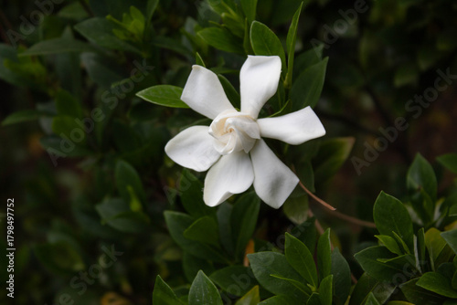 six sided white star