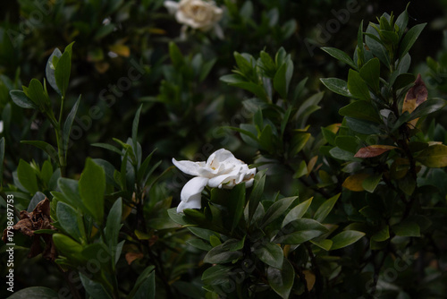 white flower in the wind