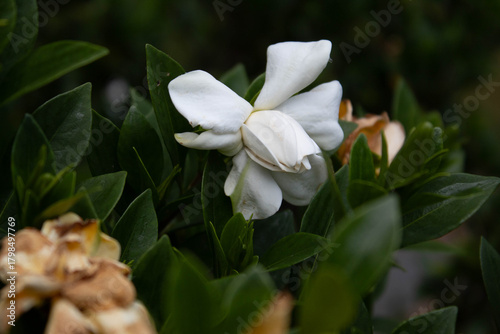 white tree flower