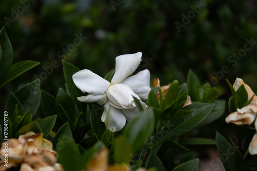 white flower of the tree