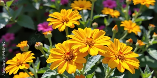 Vibrant yellow Tithonia flowers bloom in bright sunlight, nature's cheerful display, vibrant colors, plant