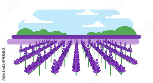 Stylized lavender field illustration under a serene sky, with minimalist design elements
