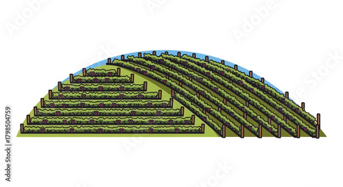 Illustration of a terraced vineyard showcasing agricultural techniques and landscape adaptation