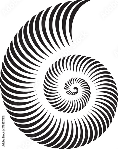 Vector black spiral nautilus shell shape with elegant geometric lines illustrating a mathematical golden ratio pattern and growth.