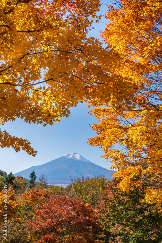 Fototapeta premium 忍野村二十曲峠から紅葉に彩られた富士山