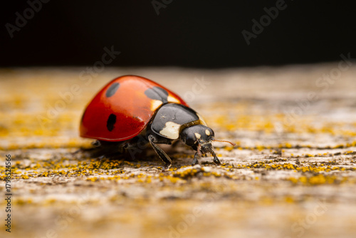 Close up photo of a ladybug