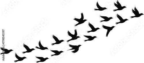 Vector Silhouette Flock of Flying Birds, Migration, Freedom, Teamwork, and Natural V-Formation Graphic