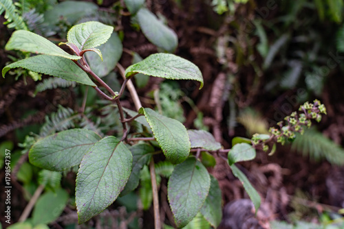 Wallpaper Mural Phyllostegia grandiflora (Gaudich.) Benth - Oahu, Phyllostegia is a genus of flowering plant in the mint family, Lamiaceae. Poamoho Trail, Wahiawa, Honolulu, Oahu, Hawaii. Koʻolau Range Torontodigital.ca