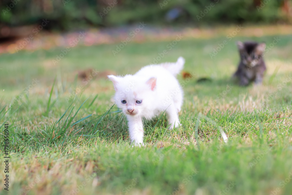 Fototapeta premium Two adorable kittens playing in the grass on a sunny day bringing joy to nature