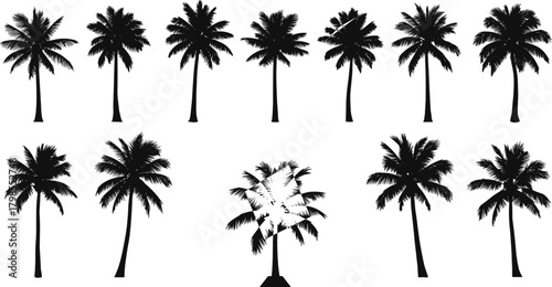 Palm tree silhouettes, tropical trees, black white, foliage shapes, nature design, botanical reference, exotic trees, beach vibe, tree forms, silhouette grid