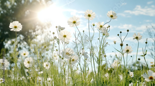 Fototapeta Naklejka Na Ścianę i Meble -  White wildflower meadow bathed in soft sunlight, peaceful summer scene