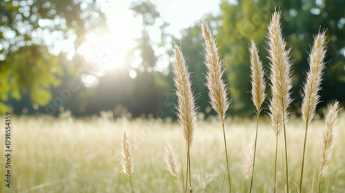 Fototapeta Naklejka Na Ścianę i Meble -  Golden tall grass in sunlit meadow evoking calm and warmth