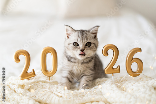 A cute tabby kitten of the Scottish straight cat breed sits on a knitted blanket. Good New Year spirit. Ready postcard 2026. Happy New Year animal, pet, cat.