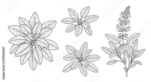 Detailed botanical illustration of several flowering plants in different stages of growth.