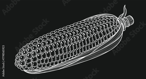 A detailed line drawing of a single ear of fresh corn.