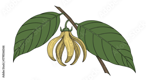 Fragrant ylang ylang flower blooming on a leafy branch against a white background.