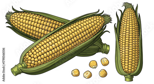 A detailed illustration of fresh golden corn cobs with husks and scattered kernels, showcasing the texture and vibrant color of this popular grain.