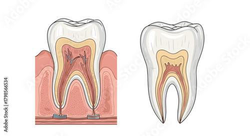 Understanding tooth anatomy and internal structures to better comprehend dental health concerns.