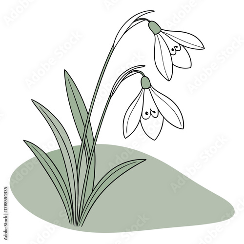 Snowdrop Flower 1