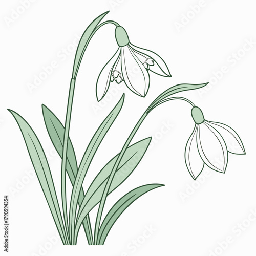 Snowdrop Flower