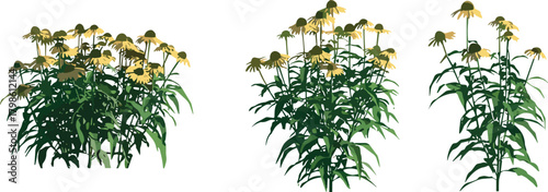 Illustrated yellow coneflower plants with lush green foliage, detailed botanical artwork, garden flower clusters, natural plant illustration, vibrant landscaping design elements