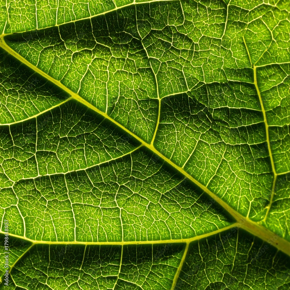 Fototapeta premium Close-up shot of a vibrant green leaf, showcasing intricate veins and textured surface under natural light. Details are sharp