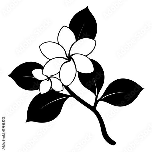 frangipani white plumeria silhouette on white background