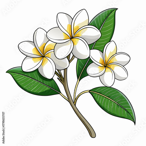 frangipani white plumeria line art on white background