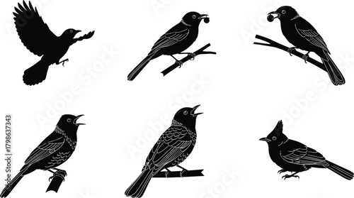 Elegant black bird silhouette collection featuring perched, singing, and flying songbirds on branches, detailed vector illustration set perfect for nature, wildlife, and graphic design projects, 