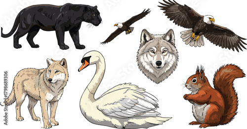 Black panther, bald eagle, gray wolf, white swan, red squirrel, realistic animals, wildlife illustration, predator, forest, nature, bird