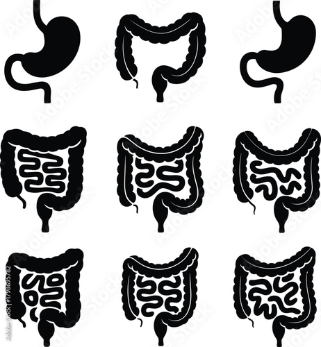 Digestive system silhouette set showing stomach and intestines anatomy for medical education, healthcare design, biology illustration, and anatomy reference