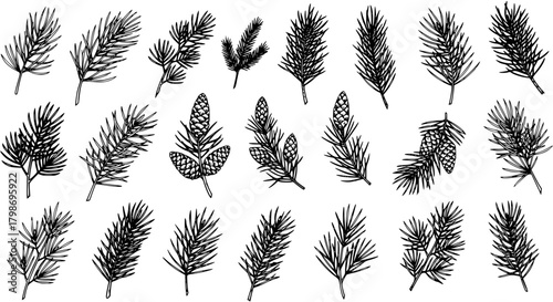Hand-Drawn Pine Branch Vector Set: Botanical Illustration