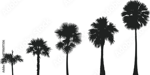 Palm Tree Silhouettes in Growth Sequence – Tropical Flora Icons, Botanical Diversity, Frond Structures, Coastal Landscape Elements, Nature Illustration, Exotic Tree Vector Set