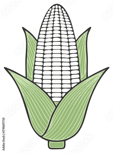 Corn on the cob illustration. Maize plant drawing. Corn harvest concept.